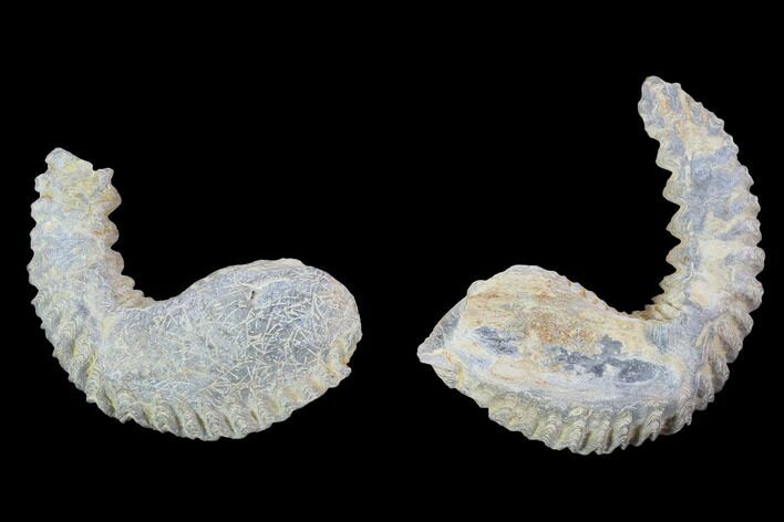 Cretaceous Fossil Oyster (Rastellum) - Madagascar #100977